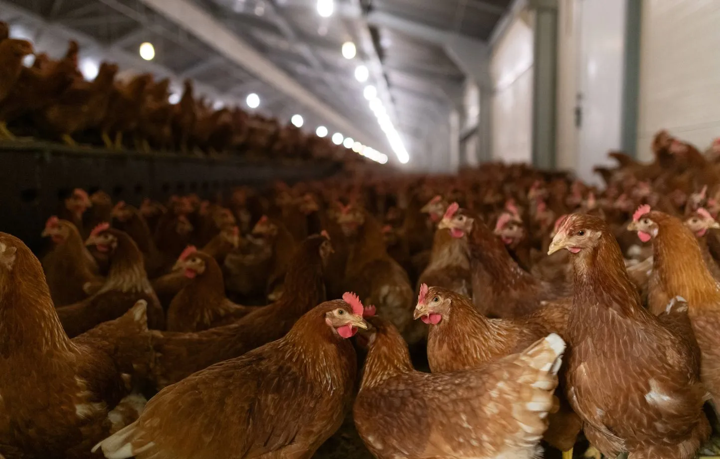 Confinement 2025 : Face à la grippe, la France se prépare à agir