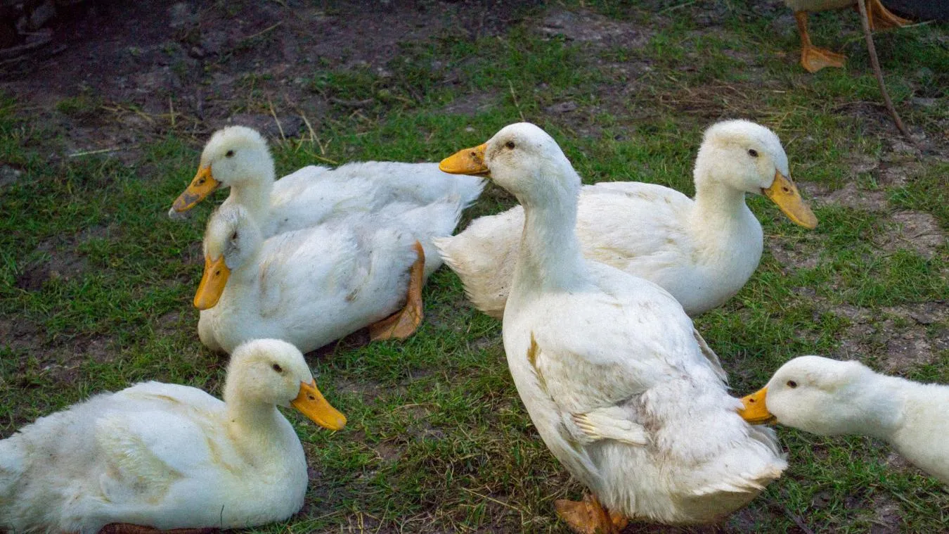 Grippe aviaire : la France face à un risque élevé, quelles conséquences ?