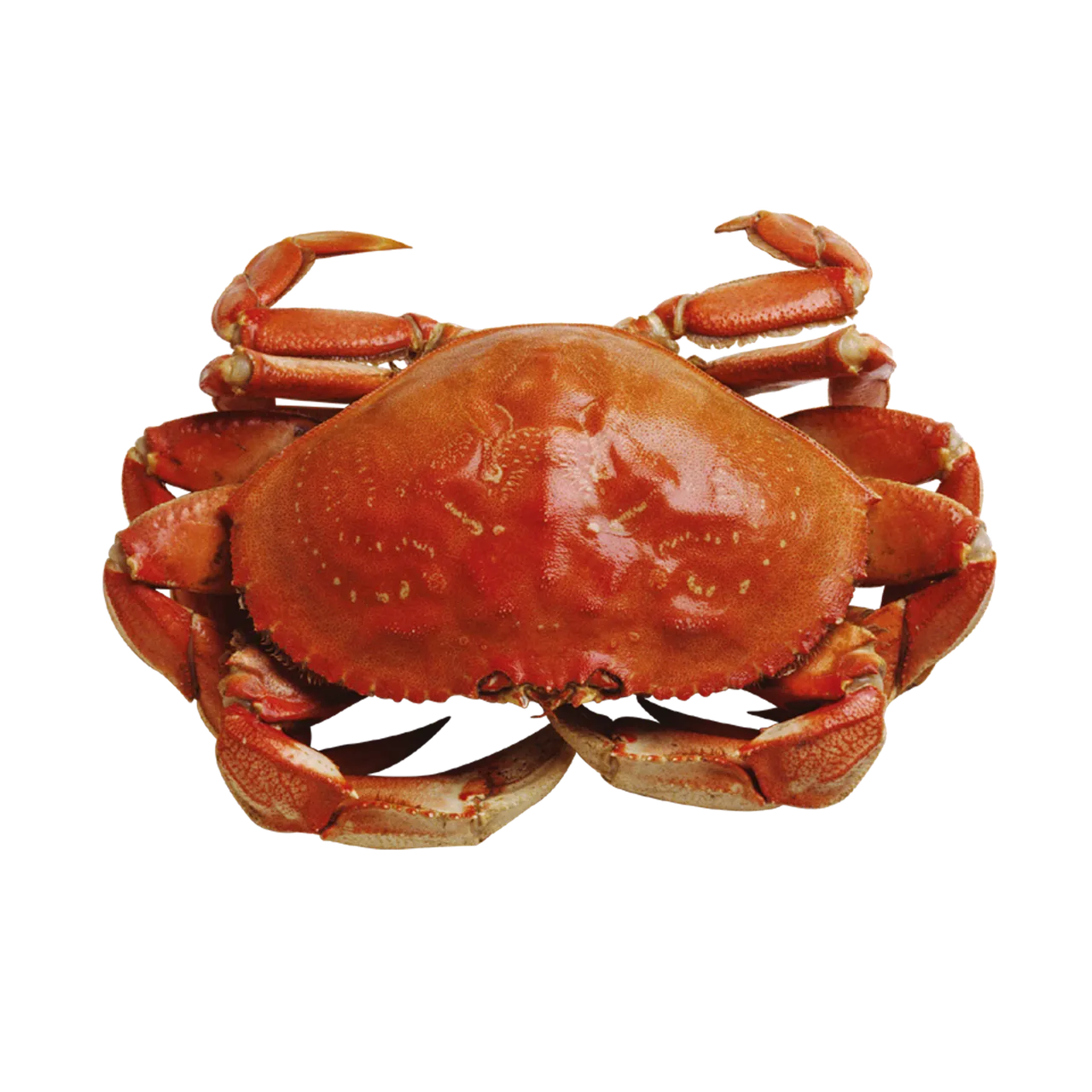 Le crabe bleu : la nouvelle coqueluche des côtes françaises