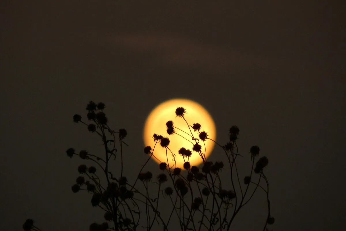 Pleine Lune en Scorpion : Transformations et Émotions à l'Honneur
